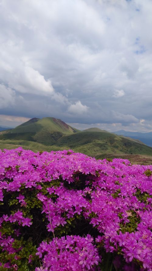 キャンプ+登山+ミヤマキリシマ 九重グリーンパーク泉水キャンプ村 ソロキャンプ BEGINNER　CAMPER　Kさんのキャンプブログ CAMPiii（キャンピー） -キャンプ専用SNS キャンプのすべてがここに集まる-