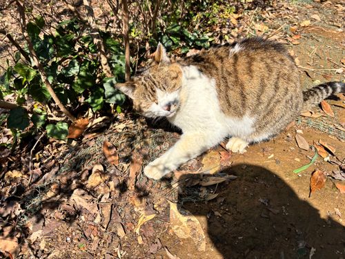 初めてのウィンドスクリーン。初めてのファイヤーセーフ 鹿嶋市 ソロキャンプ 区画サイト ASAPさんのキャンプブログ CAMPiii（キャンピー） -キャンプ専用SNS キャンプのすべてがここに集まる-