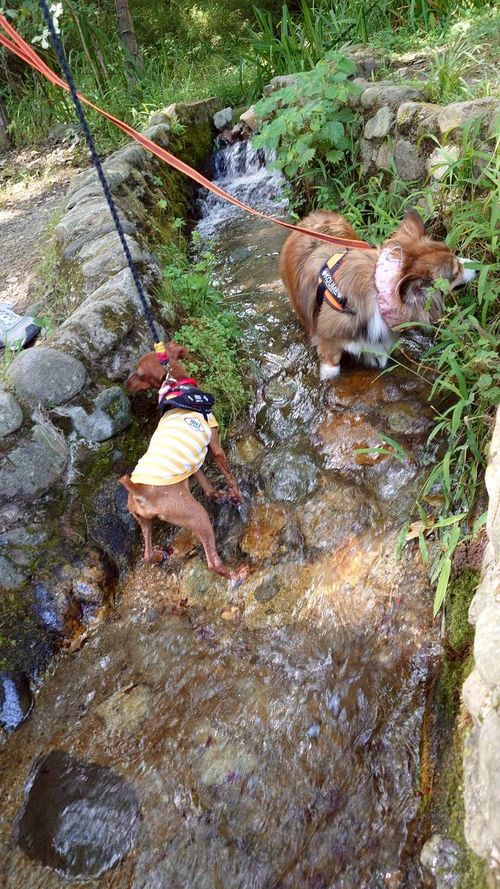 犬キャン! スリーアローズ那須キャンプビレッジ グループキャンプ ファミリーキャンプ 区画サイト まーささんのキャンプブログ CAMPiii(キャンピー) -キャンプ専用SNS キャンプのすべてがここに集まる-