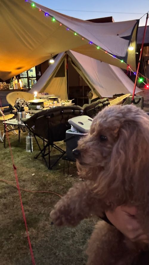 一家大集結の年末連泊ファミキャン🏕神イベぇぇぇ！ 三原市 棲真寺山オートキャンプ場 ファミリーキャンプ 区画サイト オートサイト はるかさんのキャンプブログ CAMPiii（キャンピー） -キャンプ専用SNS キャンプのすべてがここに集まる-