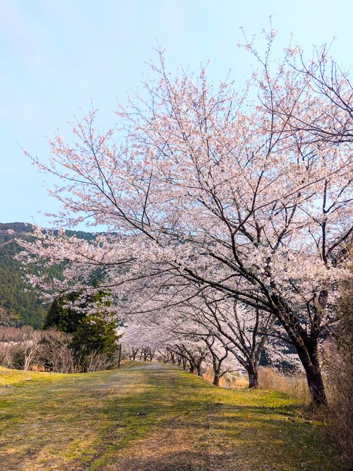お花見キャンプでリフレッシュタイム♪ 小川の里オートキャンプ場 ソロキャンプ グループキャンプ フリーサイト オートサイト ちあさんのキャンプブログ CAMPiii（キャンピー） -キャンプ専用SNS キャンプのすべてがここに集まる-