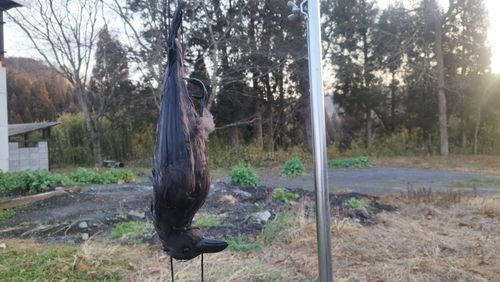 冬の終わりを告げるオジサン4人グルキャン キャンプ&農園 玖珠の杜 グループキャンプ 区画サイト スローライフに憧れるさんのキャンプブログ CAMPiii（キャンピー） -キャンプ専用SNS キャンプのすべてがここに集まる-