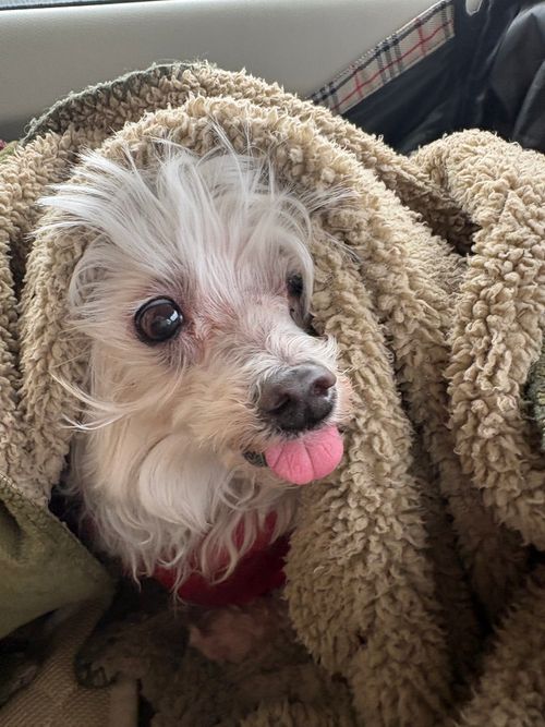 CAMPiii（キャンピー） ちろ犬さんのキャンプブログ 第93話　遠征の旅最終日　思いがけずな雪中キャンプ CAMP VILLAGE 砂育 saiku