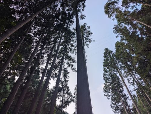 久しぶりのTHE野営地が変わってた話 野営地 ソロキャンプ フリーサイト 週末スナフキンさんのキャンプブログ CAMPiii(キャンピー) -キャンプ専用SNS キャンプのすべてがここに集まる-