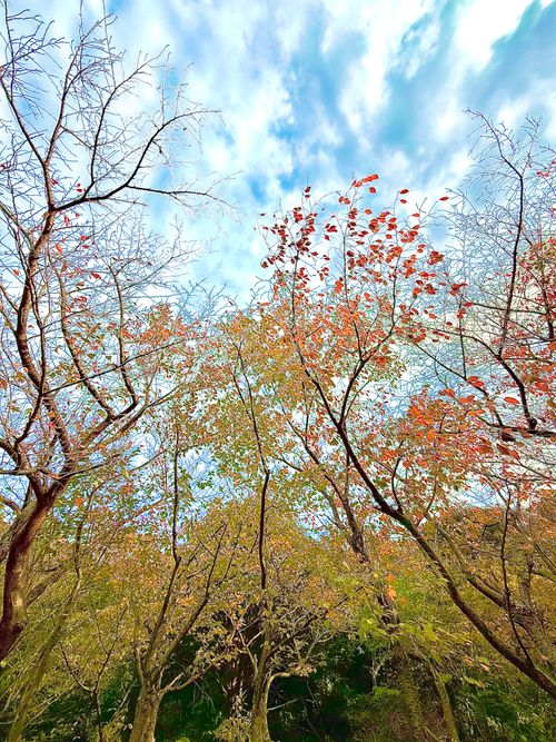 いつもの思いつきキャンプ🏕️  in原付キャンプツーリングの聖地 見近島キャンプ場 見近島自然公園 ソロキャンプ フリーサイト まーくんさんのキャンプブログ CAMPiii（キャンピー） -キャンプ専用SNS キャンプのすべてがここに集まる-