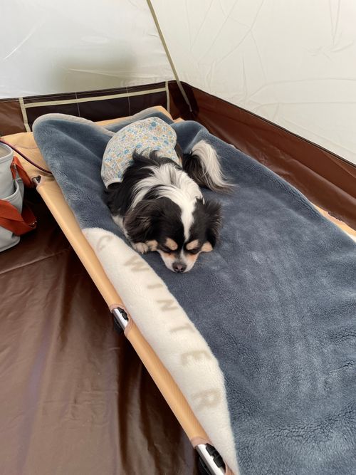 富士山キャンプと新倉浅間公園 朝霧Camp Base そらいろキャンプ場（フリーサイト・区画サイト・電源区画サイト） ファミリーキャンプ フリーサイト Kojiさんのキャンプブログ CAMPiii（キャンピー） -キャンプ専用SNS キャンプのすべてがここに集まる-