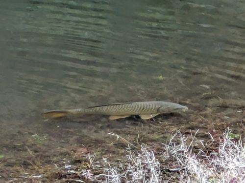 メッタメタにしてやんよ！ 知明湖キャンプ場 ソロキャンプ フリーサイト ぞのさんさんのキャンプブログ CAMPiii（キャンピー） -キャンプ専用SNS キャンプのすべてがここに集まる-