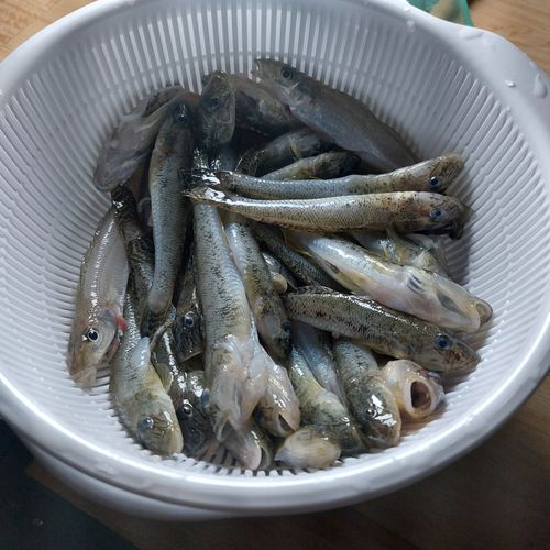 釣り三昧🍣 渚園 キャンプ場 ファミリーキャンプ 区画サイト こば  さんのキャンプブログ CAMPiii（キャンピー） -キャンプ専用SNS キャンプのすべてがここに集まる-