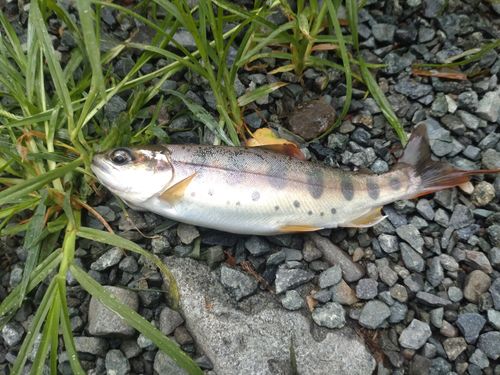 釣りキャン 此の間沢渓流園 ソロキャンプ フリーサイト ひげさんさんのキャンプブログ CAMPiii(キャンピー) -キャンプ専用SNS キャンプのすべてがここに集まる-
