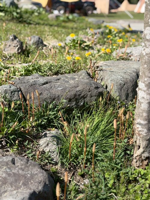 GO OUTジャンボリー2026 ふもとっぱらキャンプ場 グループキャンプ オートサイト モンジロウ🦉さんのキャンプブログ CAMPiii（キャンピー） -キャンプ専用SNS キャンプのすべてがここに集まる-