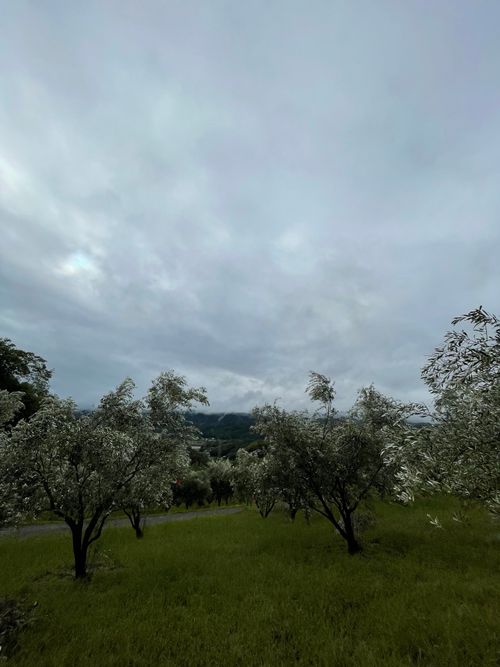 グルキャン オキオリーブ ガーデン ソロキャンプ グループキャンプ 区画サイト ゆうさんさんのキャンプブログ CAMPiii(キャンピー) -キャンプ専用SNS キャンプのすべてがここに集まる-