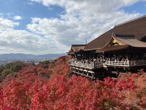 京の紅葉🍁 京都府 ファミリーキャンプ フリーサイト camping roll♪さんのキャンプブログ CAMPiii（キャンピー） -キャンプ専用SNS キャンプのすべてがここに集まる-