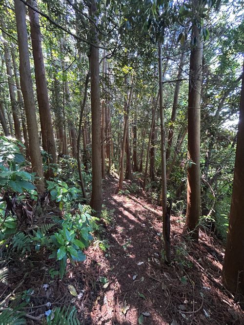前日宅呑み中🍺思いたっての低山ハイク🥾 大楠山 ソロキャンプ Genさんのキャンプブログ CAMPiii（キャンピー） -キャンプ専用SNS キャンプのすべてがここに集まる-