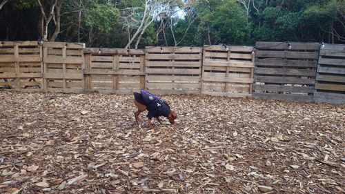 恒例の新春ファミキャン！ THE DOG DEPT GARDEN RESORT-安房白浜- ファミリーキャンプ グループキャンプ 区画サイト まーささんのキャンプブログ CAMPiii（キャンピー） -キャンプ専用SNS キャンプのすべてがここに集まる-