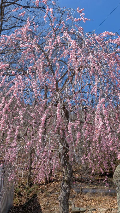 山散歩キャンプ ともえ川Park グループキャンプ 区画サイト オートサイト IZUIZUさんのキャンプブログ CAMPiii（キャンピー） -キャンプ専用SNS キャンプのすべてがここに集まる-