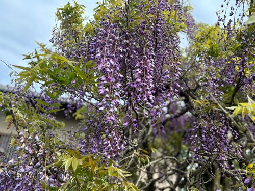 山中湖 LScamp山中湖 ソロキャンプ オートサイト 区画サイト marpyさんのキャンプブログ CAMPiii（キャンピー） -キャンプ専用SNS キャンプのすべてがここに集まる-