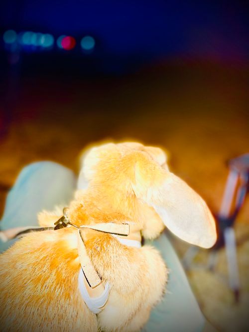 何にもしない&hellip;連泊おくつろぎおじおばうさキャン△ in 阿川ほうせんぐり海浜公園 〜 CAMP NO.181 阿川ほうせんぐり海浜公園 ソロキャンプ ファミリーキャンプ グループキャンプ フリーサイト おじキャン△さんのキャンプブログ CAMPiii（キャンピー） -キャンプ専用SNS キャンプのすべてがここに集まる-