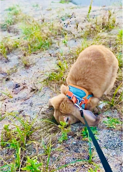 秋穂の名物《車海老を喰らう》おじうさグルキャン△ in 美濃ケ浜海浜公園キャンプ場 〜 CAMP NO.160 美濃ケ浜海浜広場 ソロキャンプ ファミリーキャンプ グループキャンプ フリーサイト おじキャン△さんのキャンプブログ CAMPiii（キャンピー） -キャンプ専用SNS キャンプのすべてがここに集まる-