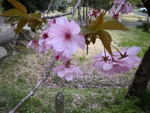 CAMPiii（キャンピー） やまなかさんのキャンプブログ 今年の桜は早かったキャンプ たびのCAMPING BASE 天守閣自然公園オートキャンプ場