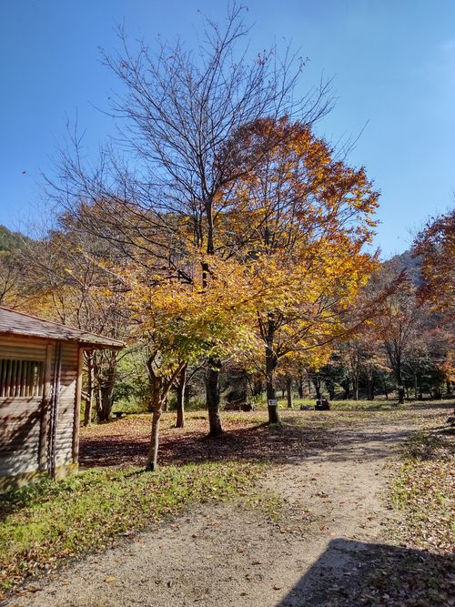 秋晴れカメムシ日和🤣 大父木地親水公園 ソロキャンプ グループキャンプ フリーサイト マッサンさんのキャンプブログ CAMPiii（キャンピー） -キャンプ専用SNS キャンプのすべてがここに集まる-