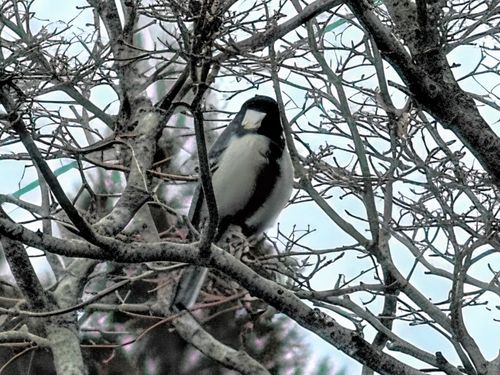CAMPiii(キャンピー) ぞのさんさんのキャンプブログ 健康祈願。 大阪府