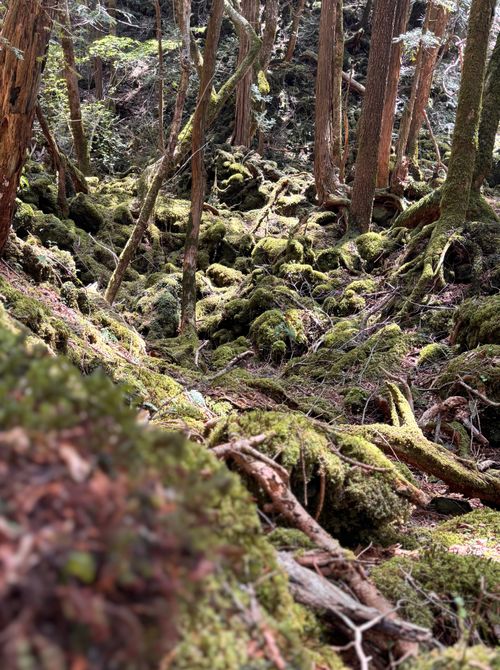 キャンプ解禁🎉＆乾杯🍻青木ヶ原樹海を歩く!? 「フラット登山」第2弾 DOTEKAGE CAMP GROUND 区画サイト Jimko☆さんのキャンプブログ CAMPiii（キャンピー） -キャンプ専用SNS キャンプのすべてがここに集まる-