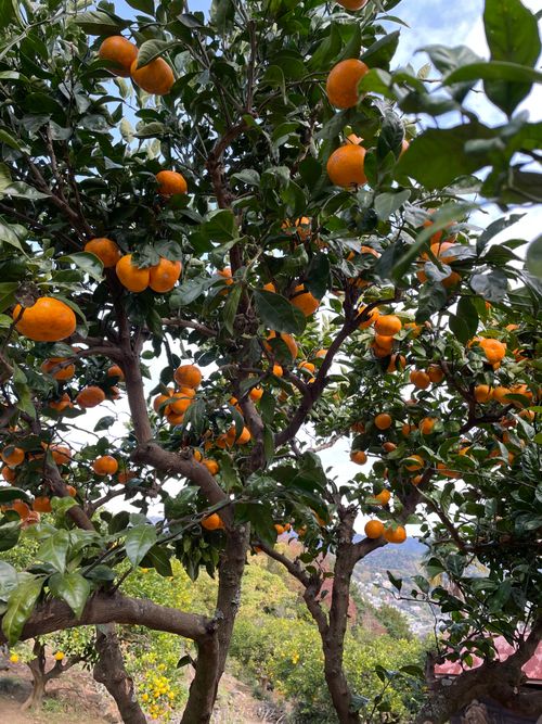 久しぶりのホーム GROVE camping hill ソロキャンプ ファミリーキャンプ グループキャンプ 区画サイト フリーサイト オートサイト ENJOY THE OUTDOORSさんのキャンプブログ CAMPiii（キャンピー） -キャンプ専用SNS キャンプのすべてがここに集まる-