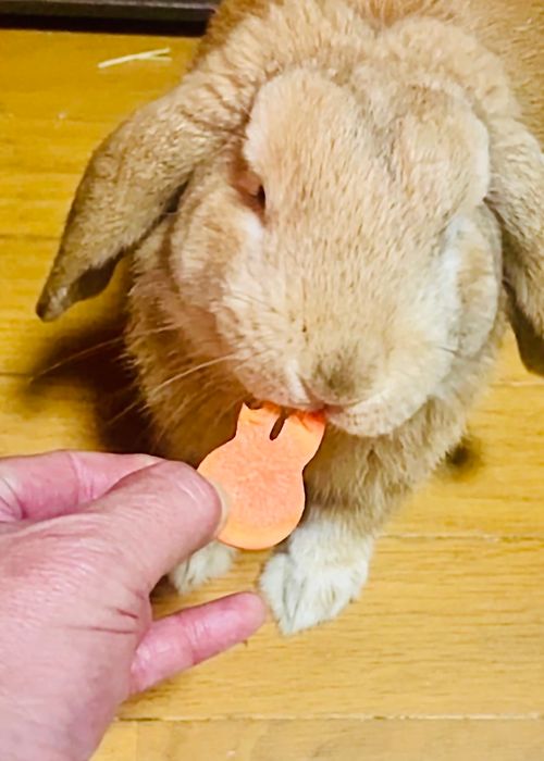 秋のエヴァ祭り？おじおばうさキャン△ in 江汐公園キャンプ場 〜 CAMP NO.166 江汐公園 ファミリーキャンプ グループキャンプ 区画サイト おじキャン△さんのキャンプブログ CAMPiii（キャンピー） -キャンプ専用SNS キャンプのすべてがここに集まる-