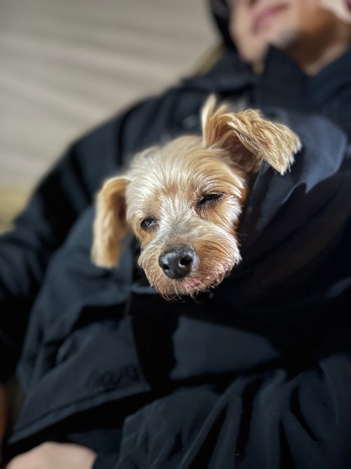 ふもとっぱらキャンプ場 ふもとっぱらキャンプ場 ファミリーキャンプ フリーサイト あやぴさんのキャンプブログ CAMPiii(キャンピー) -キャンプ専用SNS キャンプのすべてがここに集まる-