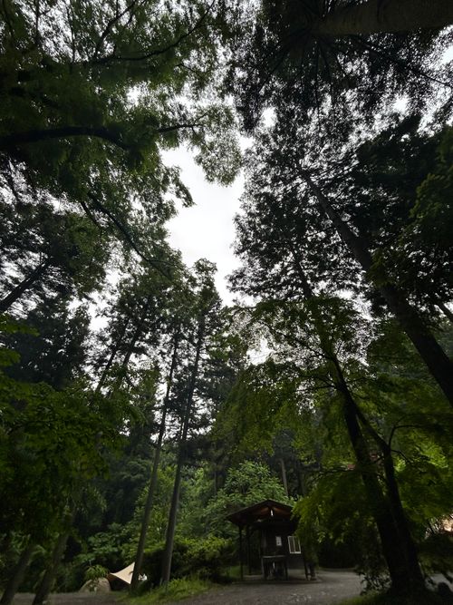 新緑キャンプ🏕 椿荘オートキャンプ場 ソロキャンプ 区画サイト Genさんのキャンプブログ CAMPiii（キャンピー） -キャンプ専用SNS キャンプのすべてがここに集まる-