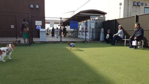 紅葉狩り 日光・まなかの森 キャンプ＆スパリゾート ソロキャンプ グループキャンプ 区画サイト まーささんのキャンプブログ CAMPiii（キャンピー） -キャンプ専用SNS キャンプのすべてがここに集まる-