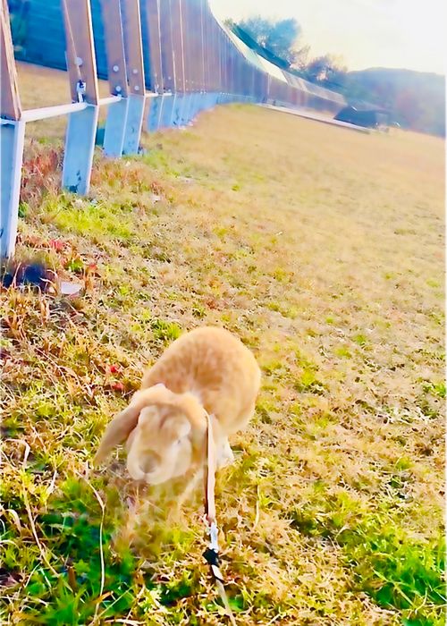 何にもしない&hellip;連泊おくつろぎおじおばうさキャン△ in 阿川ほうせんぐり海浜公園 〜 CAMP NO.181 阿川ほうせんぐり海浜公園 ソロキャンプ ファミリーキャンプ グループキャンプ フリーサイト おじキャン△さんのキャンプブログ CAMPiii（キャンピー） -キャンプ専用SNS キャンプのすべてがここに集まる-