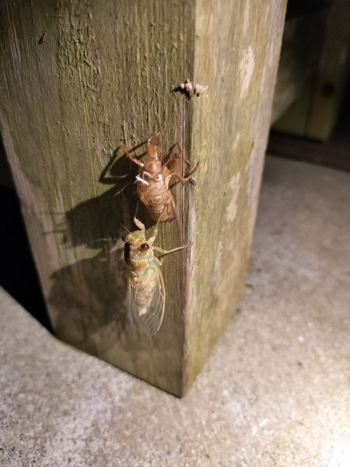 お医者様に外出はOKだと言われてたので 田立の滝オートキャンプ場 ソロキャンプ グループキャンプ 区画サイト オートサイト たかたかぽんたさんのキャンプブログ CAMPiii(キャンピー) -キャンプ専用SNS キャンプのすべてがここに集まる-