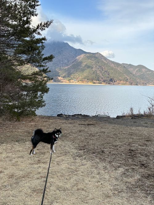 鹿いた！サウナの日、WBC満喫！ PICA富士西湖 ソロキャンプ オートサイト アクセルさんのキャンプブログ CAMPiii（キャンピー） -キャンプ専用SNS キャンプのすべてがここに集まる-