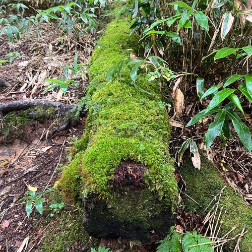 I miss HOTAKA⛰️ 徳沢キャンプ場 ソロキャンプ フリーサイト shuさんのキャンプブログ CAMPiii(キャンピー) -キャンプ専用SNS キャンプのすべてがここに集まる-