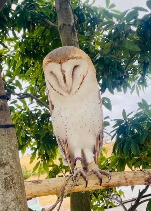 天国と地獄！？ 聖なる夜を愉しむおじおばうさキャン△ in グランヴェルデリゾート 〜 CAMP NO.168 GRAND VERDE RESORT ファミリーキャンプ グループキャンプ フリーサイト おじキャン△さんのキャンプブログ CAMPiii（キャンピー） -キャンプ専用SNS キャンプのすべてがここに集まる-