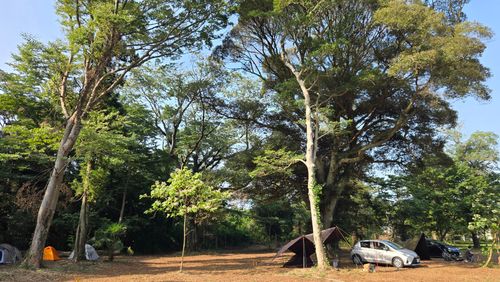 CAMPiii（キャンピー） ke-nさんのキャンプブログ 樹齢何年？という大きな木の下で&hellip; TSURUMAI CAMP PARK（ツルマイ キャンプ パーク）
