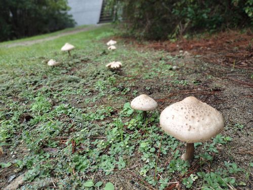 ソロで連泊釣りキャン 大淀西海岸ムーンビーチキャンプ場 ソロキャンプ フリーサイト オートサイト たかたかぽんたさんのキャンプブログ CAMPiii(キャンピー) -キャンプ専用SNS キャンプのすべてがここに集まる-