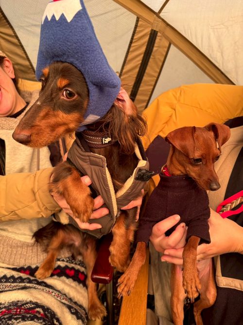 恒例の新春ファミキャン！ THE DOG DEPT GARDEN RESORT-安房白浜- ファミリーキャンプ グループキャンプ 区画サイト まーささんのキャンプブログ CAMPiii（キャンピー） -キャンプ専用SNS キャンプのすべてがここに集まる-