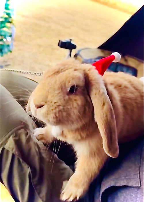 天国と地獄！？ 聖なる夜を愉しむおじおばうさキャン△ in グランヴェルデリゾート 〜 CAMP NO.168 GRAND VERDE RESORT ファミリーキャンプ グループキャンプ フリーサイト おじキャン△さんのキャンプブログ CAMPiii（キャンピー） -キャンプ専用SNS キャンプのすべてがここに集まる-