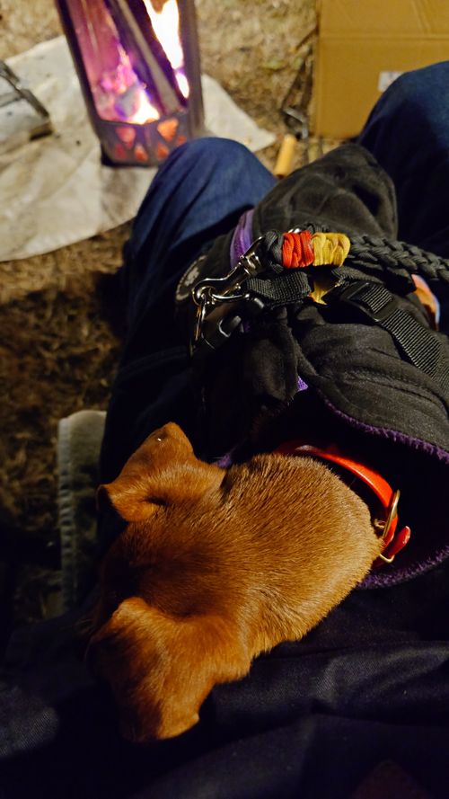 紅葉狩り 日光・まなかの森 キャンプ＆スパリゾート ソロキャンプ グループキャンプ 区画サイト まーささんのキャンプブログ CAMPiii（キャンピー） -キャンプ専用SNS キャンプのすべてがここに集まる-