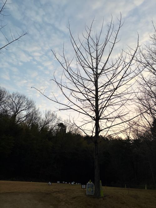 休暇取ってソロキャンプ ホッ！とステイまんのう ソロキャンプ フリーサイト ゆうさんさんのキャンプブログ CAMPiii（キャンピー） -キャンプ専用SNS キャンプのすべてがここに集まる-