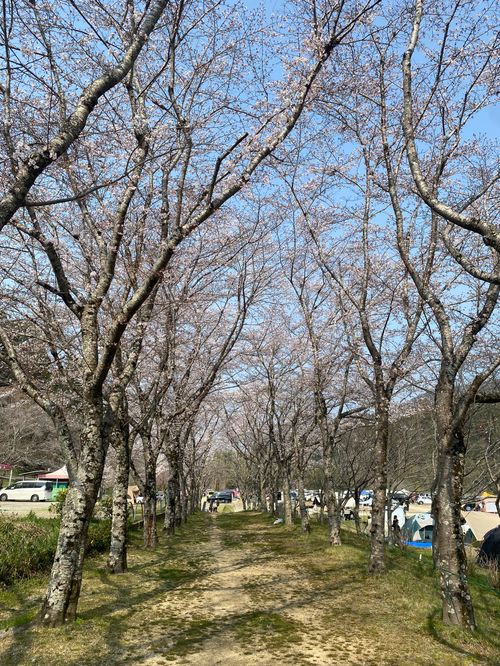 第16回キノコ会 笠置キャンプ場 グループキャンプ フリーサイト KINOKO_MUSTANGさんのキャンプブログ CAMPiii（キャンピー） -キャンプ専用SNS キャンプのすべてがここに集まる-