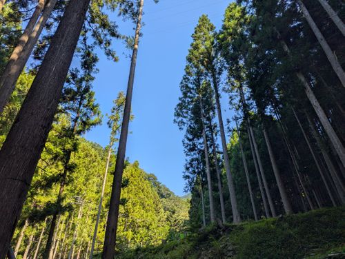 久しぶりのTHE野営地が変わってた話 野営地 ソロキャンプ フリーサイト 週末スナフキンさんのキャンプブログ CAMPiii(キャンピー) -キャンプ専用SNS キャンプのすべてがここに集まる-