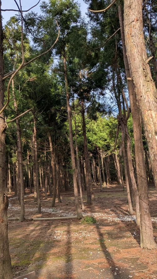 キャンプ再開して、同じとこへ　No.45 South One Village 館山 グループキャンプ ソロキャンプ 区画サイト すーつさんのキャンプブログ CAMPiii（キャンピー） -キャンプ専用SNS キャンプのすべてがここに集まる-