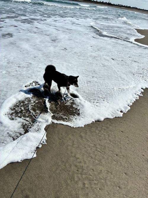 ようやく今年初キャンプは完ソロ！ Ocean's Camp TORAMII -ichinomiya-（オーシャンズキャンプトラミ一宮） ソロキャンプ オートサイト 区画サイト アクセルさんのキャンプブログ CAMPiii（キャンピー） -キャンプ専用SNS キャンプのすべてがここに集まる-