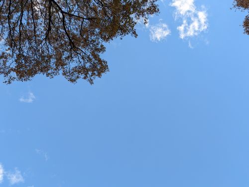 焼売キャンプ 那須たんぽぽ村キャンプ広場 ソロキャンプ フリーサイト 俺の酒場は野にあるさんのキャンプブログ CAMPiii（キャンピー） -キャンプ専用SNS キャンプのすべてがここに集まる-