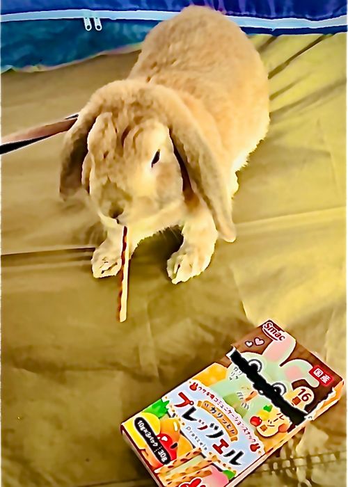 リベンジしなきゃ&hellip;やめられない、止まらない💦悪天候キャンパー天候(転向？)おじうさキャン△ in ゆうゆう広場 〜 CAMP NO.188 ゆうゆう広場 ソロキャンプ ファミリーキャンプ 区画サイト フリーサイト おじキャン△さんのキャンプブログ CAMPiii（キャンピー） -キャンプ専用SNS キャンプのすべてがここに集まる-