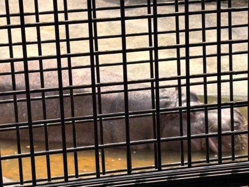 春爛漫🌸Camp♪♪ 宮川内公園 ファミリーキャンプ フリーサイト camping roll♪さんのキャンプブログ CAMPiii（キャンピー） -キャンプ専用SNS キャンプのすべてがここに集まる-