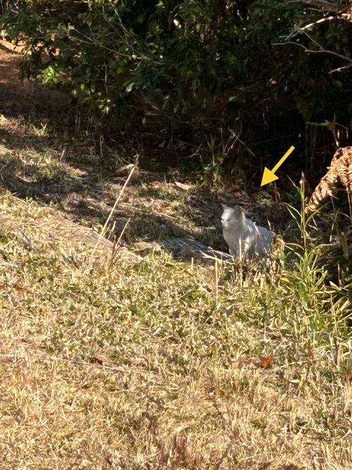 猫様と猫様に食われたパンと猫様に食われたパンを戴く下僕 大芦高原キャンプ場 ソロキャンプ フリーサイト おくさんさんのキャンプブログ CAMPiii（キャンピー） -キャンプ専用SNS キャンプのすべてがここに集まる-